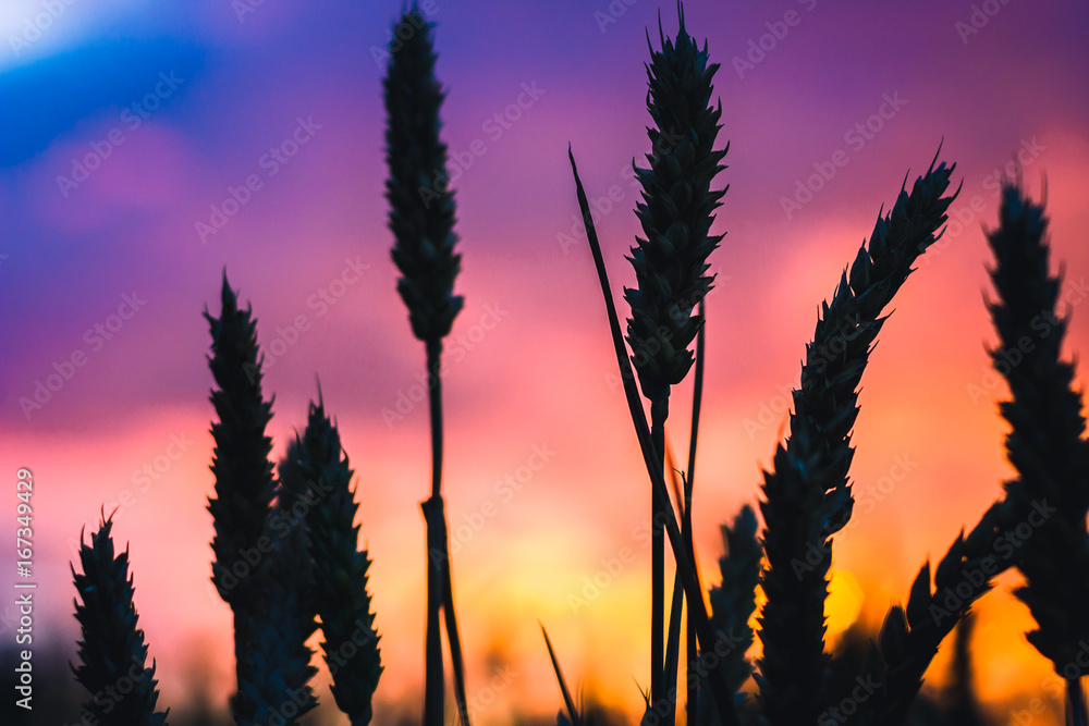 Wall mural silhouette of wheat straw at sunset back light. blue, orange and violet colourd sky. vivid colors