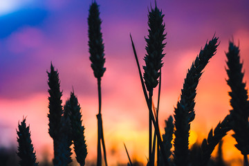 Silhouette of wheat straw at sunset back light. Blue, orange and violet colourd sky. Vivid colors