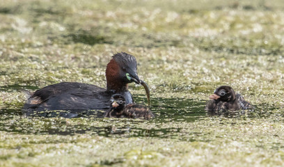 zwergtaucher bei fütterung