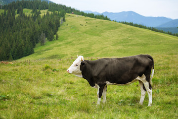 Fototapeta na wymiar Black and white cow grazing on meadow in mountains