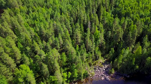 Pine forest on the hills of Finland on the shore of the lake. 4K aerial video.