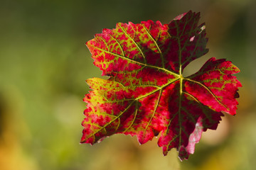 Rotes Weinlaub
