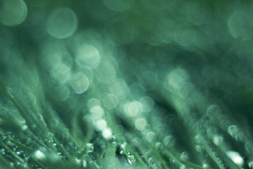 Closeup detail macro dew bokeh background