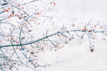 Delicate branches with unusual beresket berries  in the frost. Gently  frosty natural winter background. Beautiful winter morning in the fresh air. Soft focus.
