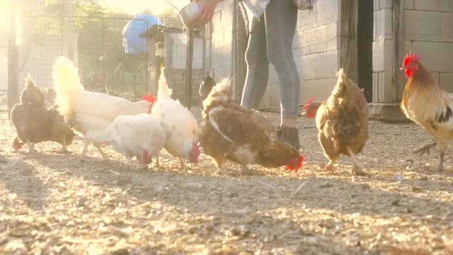 young woman feeding chickens in hen-house