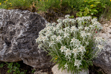 Cespuglio di stelle alpine sulla roccia