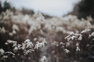 Winter flowers - 167351230