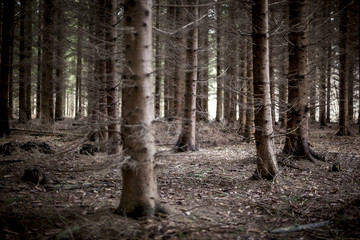 Pine woods - 167351245