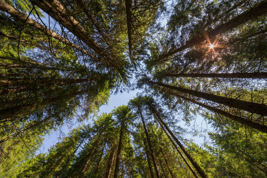 Fototapeta Bosco visto dal basso