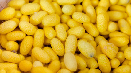 Silkworm cocoon