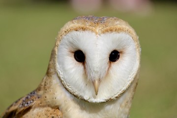Barn Owl Face