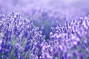 Türaufkleber Blumen und Pflanzen Nahaufnahme von Lavendelblüten