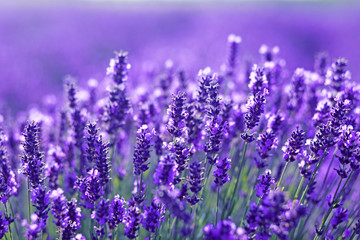 Fototapeta close up shot of lavender flowers obraz