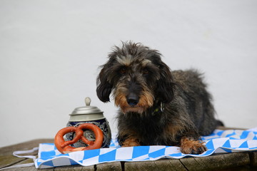 greetings from Bavaria, cute wire-haired dackel with a bavarian flag, a beer mug and a pretzel © Grubärin