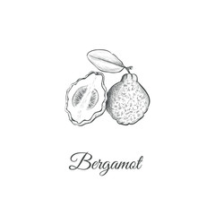 Bergamot sketch hand drawing. Vector illustration of a bergamot for design. (Citrus aurantium bergamia)