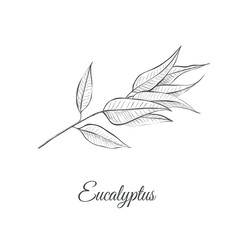 Eucalyptus (Eucalyptus Globulus) sketch vector illustration. Eucalyptus design hand drawing