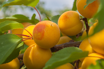 Ripe apricots on a tree branch. Close up.