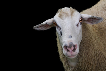 Isolated close up view of the sheep's head gazing to camera and black background.