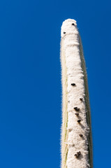 Tall cactus plant