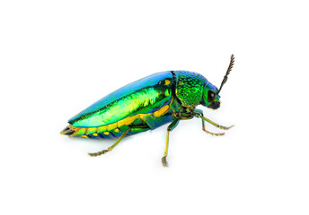 metallic wood-boring beetle isolated on white background.