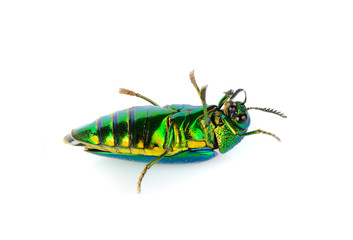 metallic wood-boring beetle isolated on white background.