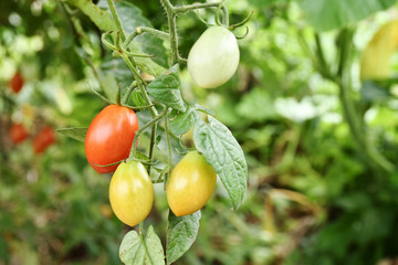 家庭菜園のフルーツトマト