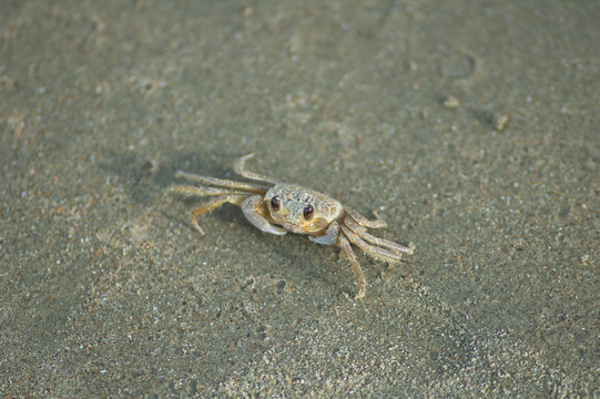 tiny crab alone in the sand