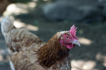 Chicken