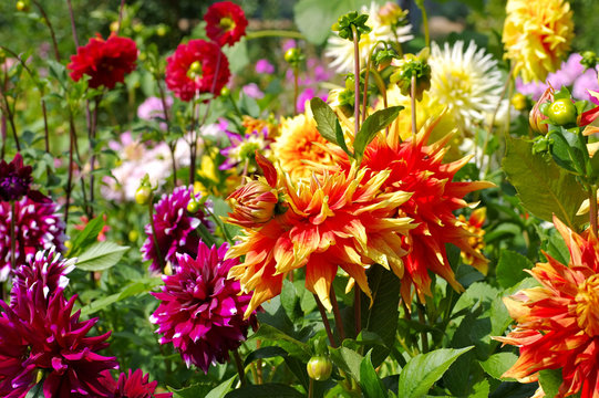 Dahlie - Dahlia flower in red and yellow