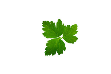 Fresh Parsley Leaf