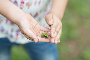 Child's hands and a small frog