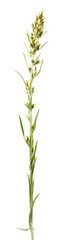 Wood cudweed (Gnaphalium sylvaticum) isolated on white background. Medicinal plant