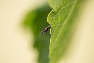 Single fly on a leaf