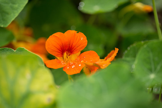 Nasturtium flower