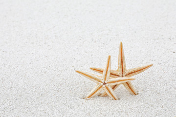 Fototapeta na wymiar Starfish on sea beach. Summer vacation concept