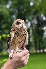 owl with yellow eyes sitting on a human hand, outdoors in the Park