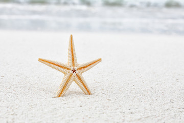 Fototapeta na wymiar Starfish on sea beach. Summer vacation concept