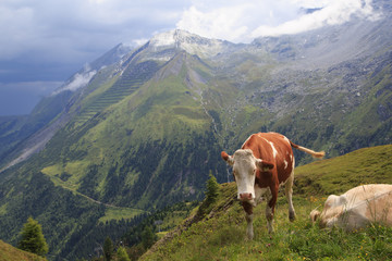 Naklejka premium Alpine brown cow on green meadow, Austria