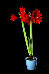 Eine Amaryllis in der Blüte
