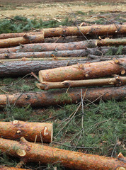 Environment, nature and deforestation forest - felling of trees in wood