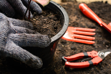 Tools on planting a black tree on the ground