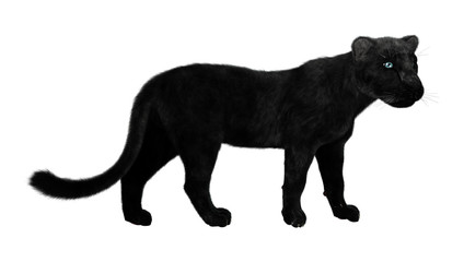 Fototapeta premium 3D Rendering Black Panther on White