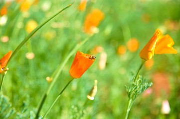 Pszczoła zbierająca nektar w pomarańczowym kwiatku © Przemysaw