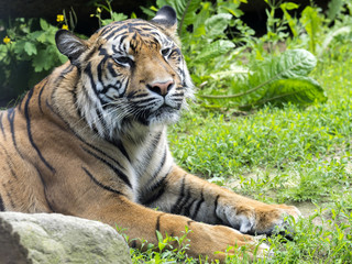 Sumatran Tiger, Panthera tigris sumatrae, is endangered in nature