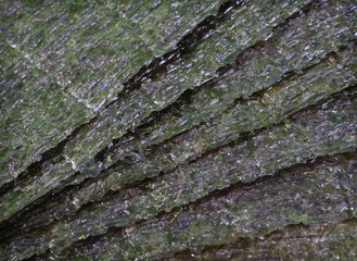 Nori seaweed background