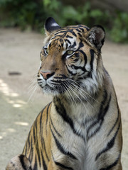 Fototapeta na wymiar Sumatran Tiger, Panthera tigris sumatrae, is endangered in nature