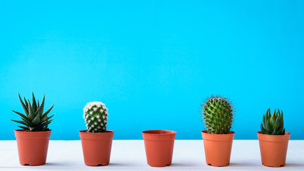 Cactus on the desk with sweet blue walls
