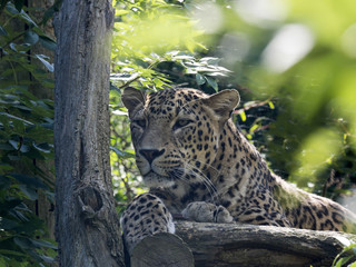 Persian Leopard, Panthera pardus saxicolor, from the tree watching the surroundings