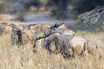 A group of wildebeest in Tanzania 