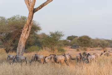 A group of Wildebeest in Tarangire National park ,Tanzania